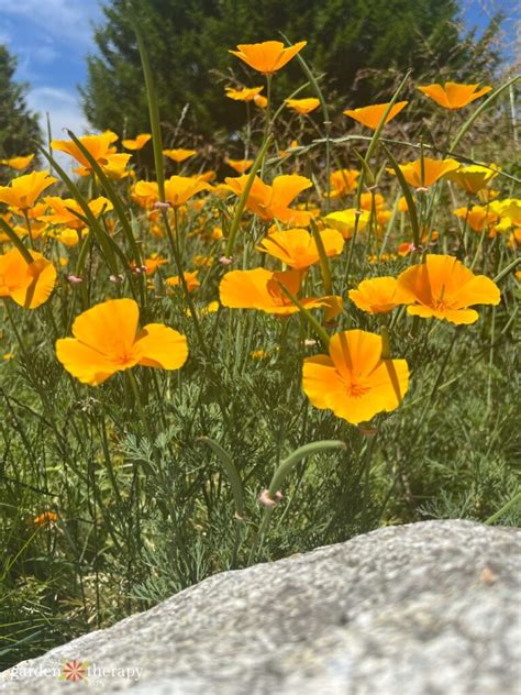 Meet The California Poppy Growing Care Guide