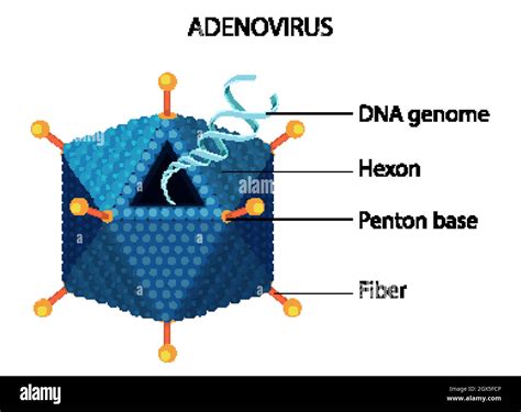 Adenovirus structure diagram on white background Stock Vector Image ...