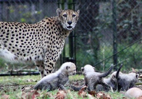 Four Cheetah Cubs Born at White Oak - White Oak Conservation