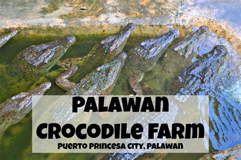 Palawan Crocodile Farm - Palawan