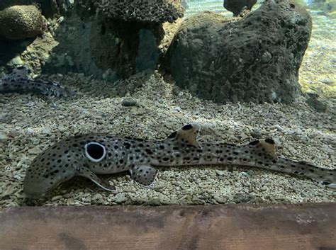 Epaulette Shark Creatures Bournemouth Oceanarium