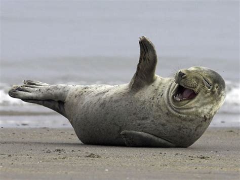 30 Amusing Photos Of Seals Who Cant Contain Their Laughter Bored Panda