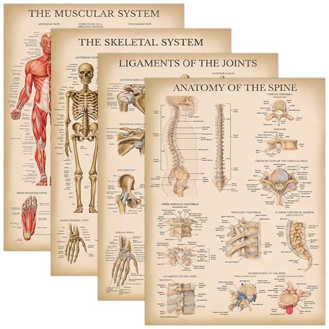 Buy Palace Learning 4 Pack Vintage Anatomy Set Laminated Muscular Skeletal Ligaments Of