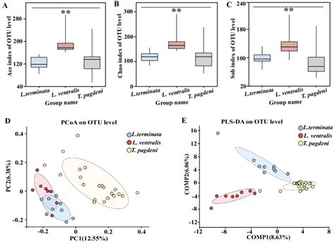 Alpha A B C And Beta D E Diversity Of The Gut Microbiota Of