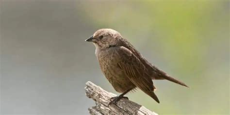 A Guide To Identifying Common Small Brown Birds Birds Coach