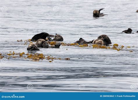 Sea Otter Enhydra Lutris Vancouver Island British Columbia Canada