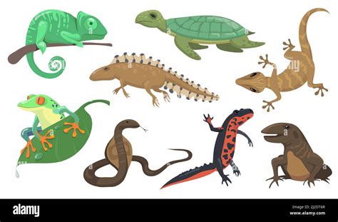 Reptiles And Amphibians Set Turtle Lizard Triton Gecko Isolated On