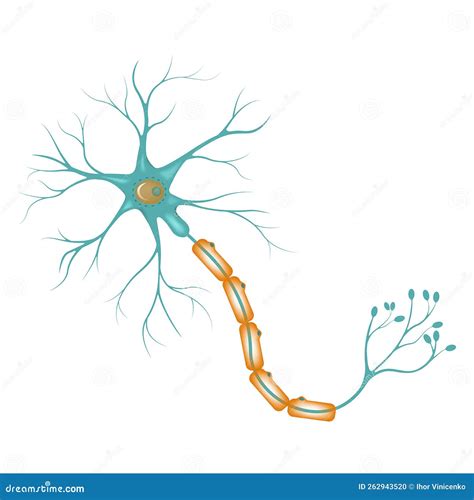 Diagramma Di Una Corteccia Cerebrale Neuronale Illustrazione