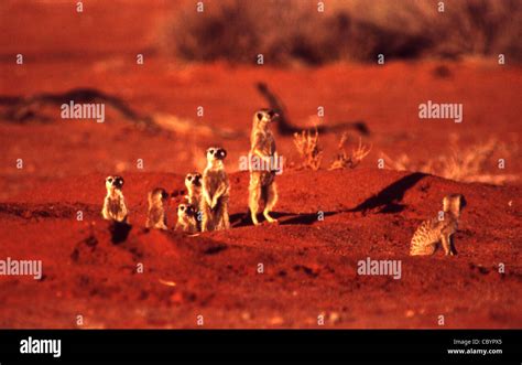 Meerkats in the Kalahari desert, Namibia Stock Photo - Alamy