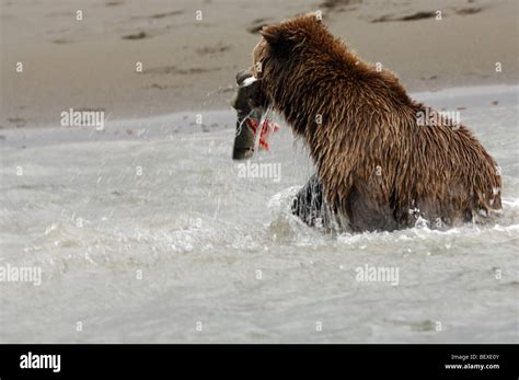 Stock Photo Of An Alaskan Brown Bear Fishing For Salmon With A Fresh