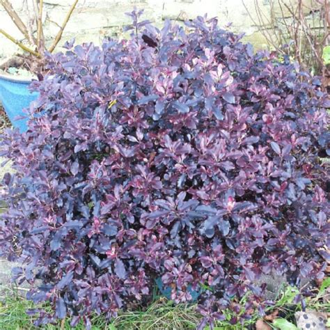 Pittosporum tenuifolium 'Tom Thumb', New Zealand Pittosporum 'Tom Thumb ...