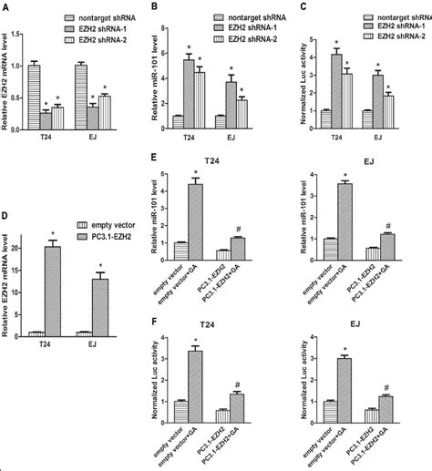 Knockdown Of EZH2 Improved MiR 101 Transcription And Overexpression Of