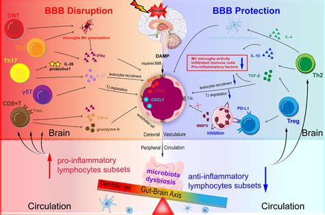 Frontiers Immune Cells In The Bbb Disruption After Acute Ischemic