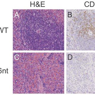 Histological Analysis Of Spleen Tissues A C Hematoxylin Eosin