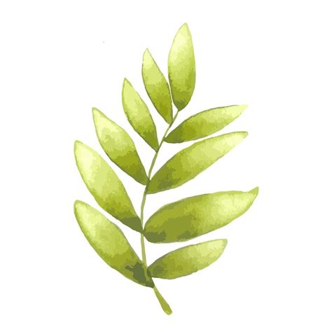 Premium Vector Watercolor Olive Branch Hand Drawn Illustration