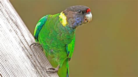 WA parrot 28's numerical name may have links to French explorers - ABC News