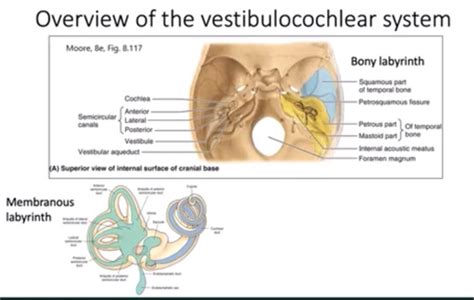 Auditory And Vestibular System Flashcards Quizlet