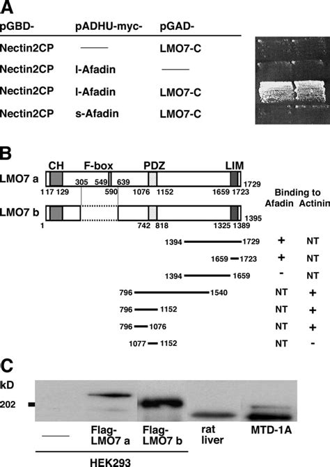 Binding Of LMO7 To Afadin A Yeast Two Hybrid Assay Showing The