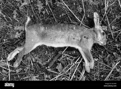 Dead Wild Rabbit With Shotgun Pellet Wounds Shot As A Pest By Farmer