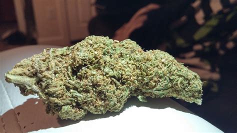 What's So Special About Gumbo Weed Strain? Things to Know - U2T