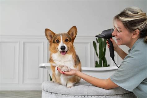 Corgi Grooming Guide: Everything You Need To Know