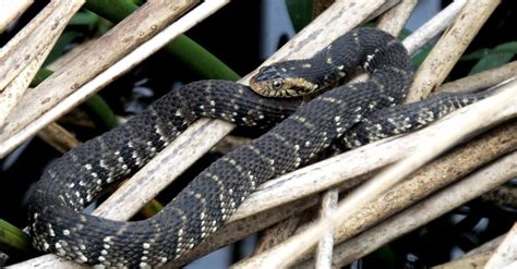 Banded Water Snake Pictures Az Animals