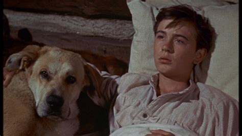 Tommy Kirk as Travis Coates in Old Yeller - Old Yeller Photo (38547148 ...