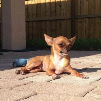 Rachel Storms Https Rachelstormsonline Rachelstormsvip Storms007 Nude OnlyFans The