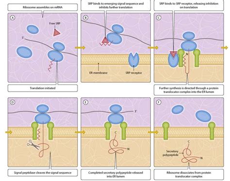 Secretory and membrane protein biosynthesis | Basicmedical Key