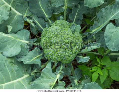 105 311 Imágenes De Broccoli On Plant Imágenes Fotos Y Vectores De