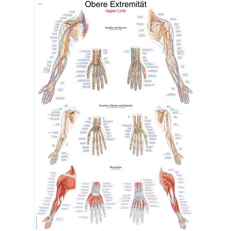 Lehrtafeln Anatomie Poster Plakate Bestellen