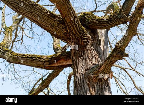 Old Oak Tree Without Leaves Hi Res Stock Photography And Images Alamy