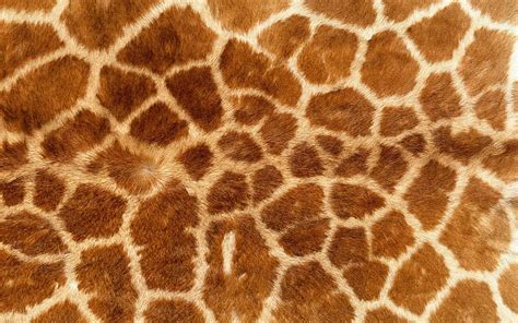 HD wallpaper: animal print, giraffes, fur | Wallpaper Flare