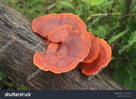 Closeup View Pycnoporus Sanguineus Commonly Known Stock Photo