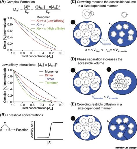 Relevance And Regulation Of Cell Density Trends In Cell Biology