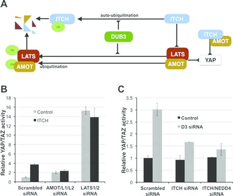 DUB3 Mediates ITCH LATS1 2 And AMOT Proteins To Regulate Hippo