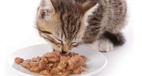 Best Wet Cat Food Guide - Top Tips and Reviews To Help You Choose