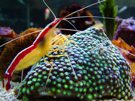 Креветка Lysmata amboinensis – ZooPicture.ru