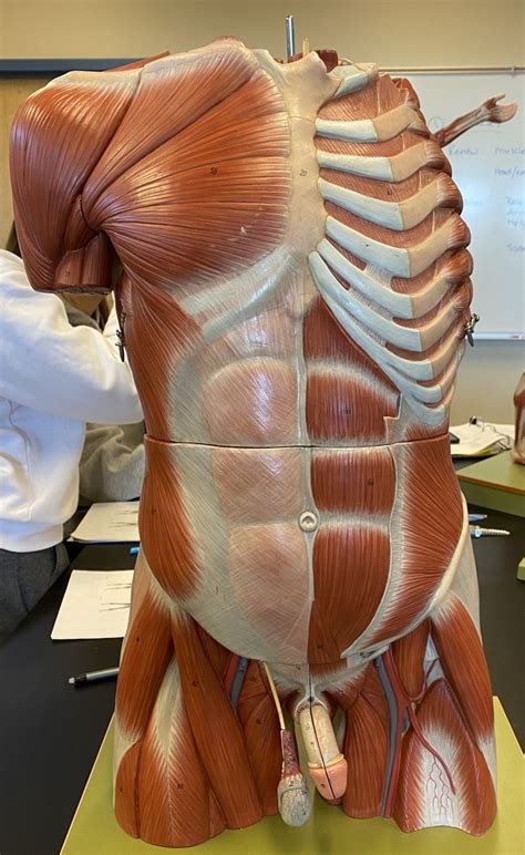 Ap Lab Muscles Chest And Abdomen Diagram Quizlet