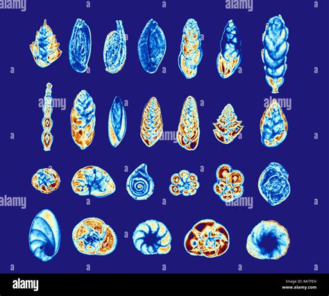 Marine Protists Hi Res Stock Photography And Images Alamy