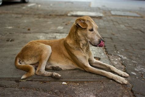 Pariah The Story Of A Street Dog Dharamsala Animal Rescue