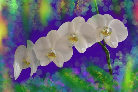 Pure White Orchid Multi Blossom Spray Purple Green Bkgd Digital Art By