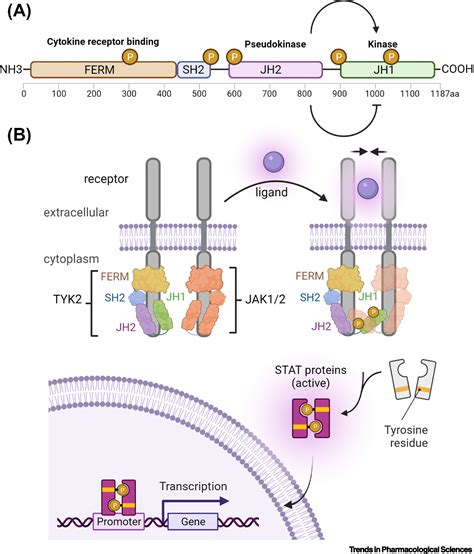 Selective Tyrosine Kinase 2 Inhibitors In Inflammatory Bowel Disease