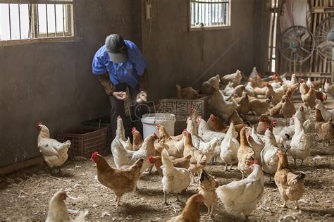 山地养殖本鸡土鸡高清图片下载 正版图片500475681 摄图网