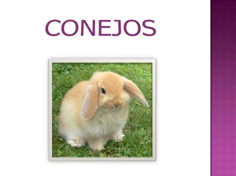 Conejos PPT