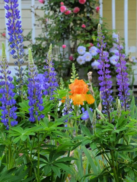 My Favorite Cottage Garden Flowers - Flower Patch Farmhouse