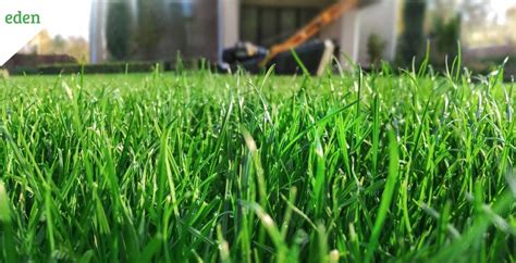 Cool Season Grasses Definition Types And Uses Eden Lawn Care And