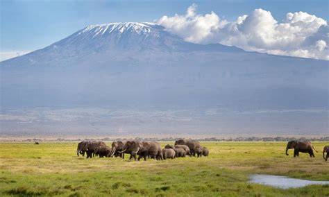 Explore the wildlife at Mount Kilimanjaro | Mt. Kilimanjaro N.P