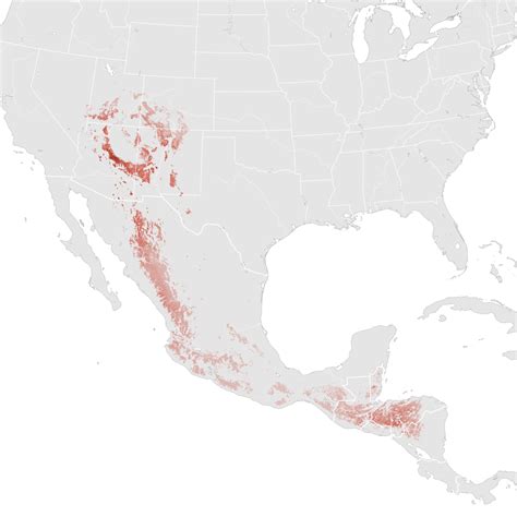 Grace S Warbler Abundance Map Breeding Ebird Status And Trends