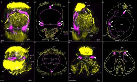 5 HT Like Immunoreactivity In The Mature Dwarf Male Of Dimorphilus